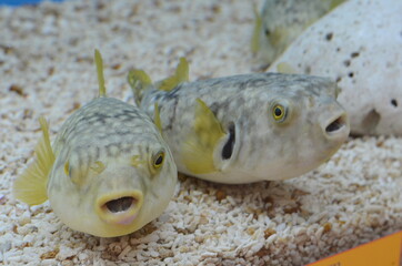 Closeup two puffer fish in the aquarium, Thailand