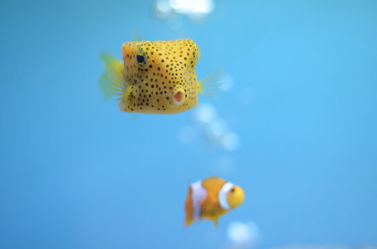 ハコフグ の画像 2 978 件の Stock 写真 ベクターおよびビデオ Adobe Stock