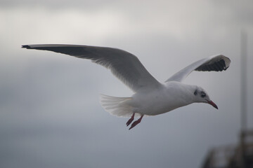Möwe
