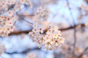 Sakura
