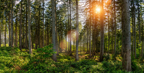 Silent Forest in spring with beautiful bright sun rays