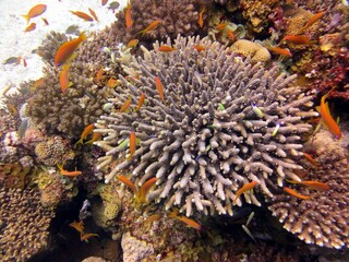 Naklejka na ściany i meble red sea hard coral reefs