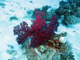 Fototapeta na wymiar red sea soft corals