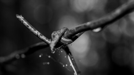 barbed wire fence