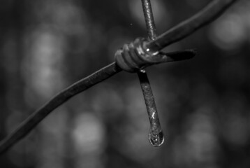 barbed wire fence