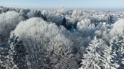 Winter forest. Aerial view to snowy spruce and pine