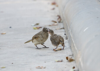 Parents feed a small blind baby bird on the street. Care about a newborn bird who fell out of a nest on a tree.