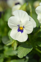 Horned violet White Blotch