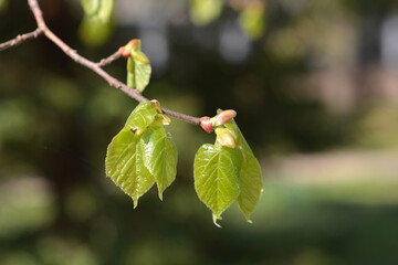 Hybrid lime