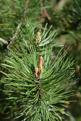 Dwarf mountain pine