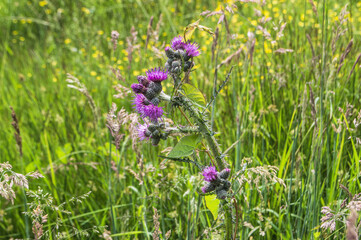 European swamp thistle blossoming in nature area wetland Witte Brink