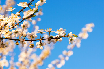 Floral background with blooming branches of apricot on blue