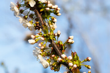 In early spring, the first buds and leaves appeared on sweet cherry