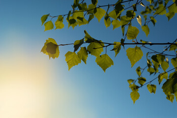 Spring natural background with young birch leaves