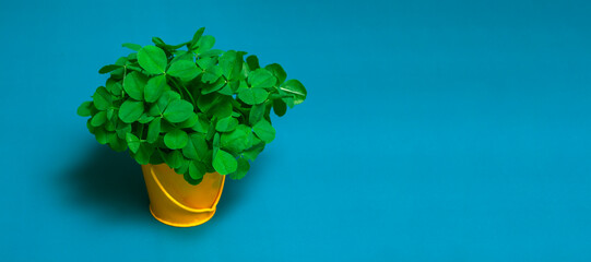 Still life on a blue background a bouquet of clovers in a yellow bucket close up, copy space
