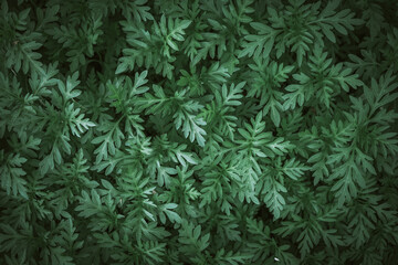 Natural background of green leaves with vintage filter