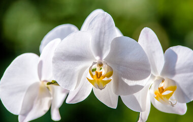 Obraz na płótnie Canvas White Orchid branch on green natural background