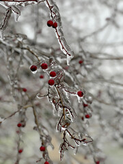 Red ornamental apples covered with ice. Decorative apple tree branches in ice glaze