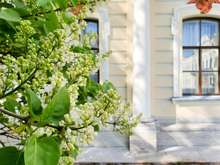 The photo focuses on the unopened buds of white lilac branch against historic building background.