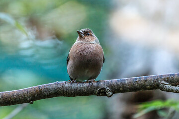 	
A small brown finch on a branch in the early morning at the bavarian forest national park	
