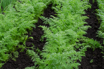 Fresh Organic Carrot Growing in Garden Carrot on Garden Bed