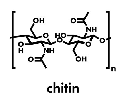 Chitin, chemical structure. Chitin is a polymer of N-acetylglucosamine and is present in the exoskeletons of insects, crustaceans, etc. Skeletal formula.