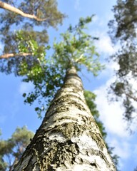 Fototapeta premium Trees and sky