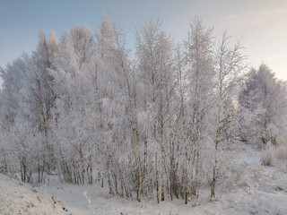 Snow covered plants and tree branches. Winter rural  natural landscape.