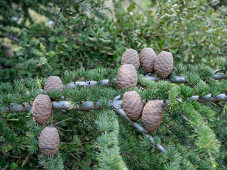 collection priv&eacute;e