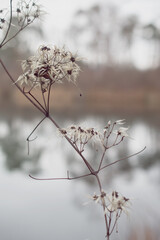 Pampas grass on the lake, reed layer, reed seeds. Golden reeds on the lake sway in the wind against the blue sky. Abstract natural background.