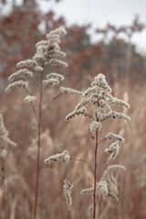 Pampas grass on the lake, reed layer, reed seeds. Golden reeds on the lake sway in the wind against the blue sky. Abstract natural background.	
