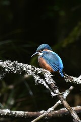 Obraz premium Martin pêcheur perché sur une branche au soleil