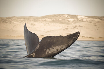 Whale tail out of water, Peninsula valdes,Patagonia,Argentina. © foto4440