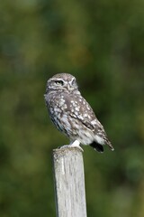 Chouette Chevêche d'Athéna, posée sur son perchoir et prenant le soleil