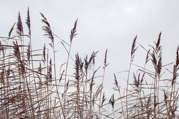 Pampas grass on the lake, reed layer, reed seeds. Golden reeds on the lake sway in the wind against the blue sky. Abstract natural background. 