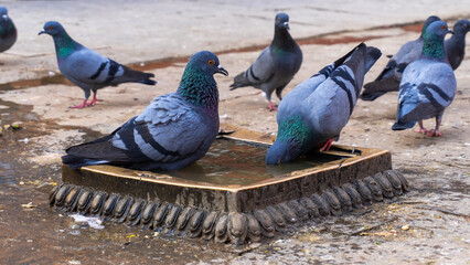 Buddhist stupa in kathmandu Nepal and pegion / dove 