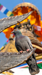 Buddhist stupa in kathmandu Nepal and pigeon / dove  in the foreground
