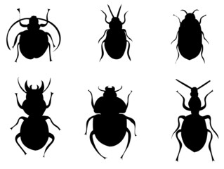 beetle silhouette collection on white background, vector, isolated