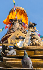 Buddhist stupa in kathmandu Nepal and pigeon / dove  in the foreground