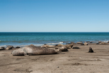 Fototapeta na wymiar Elephant seal family, Peninsula Valdes, Patagonia, Argentina