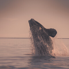Whale Patagonia Argentina