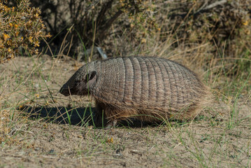 Hairy Armadillo, in desert environment, Peninsula Valdes, Patagonia, Argentina