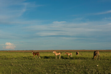 Horse silhouette at sunset, in the coutryside, La Pampa, Argentina.