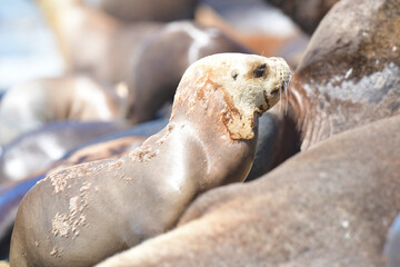 Naklejka premium Male Sea Lion , Patagonia, Argentina