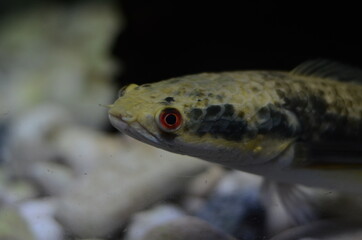 Closeup Cobra Snakehead Fish in The Aquarium, Thailand