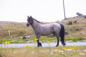 a gray and brown horse standing on a green meadow with its head turned, a river and mountains are...
