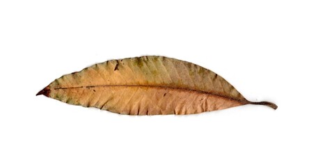 dry leaf isolated on white background