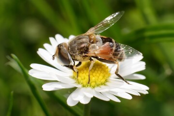 common drone fly on a flower