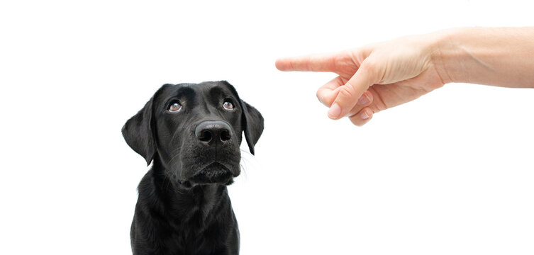 Cute Black Labrador Dog Looking Up Giving You Whale Eye. Isolated On Colored White Background.