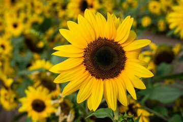 Closeup of Sun flowers in  field. Beautiful field crops ,Economic crops.